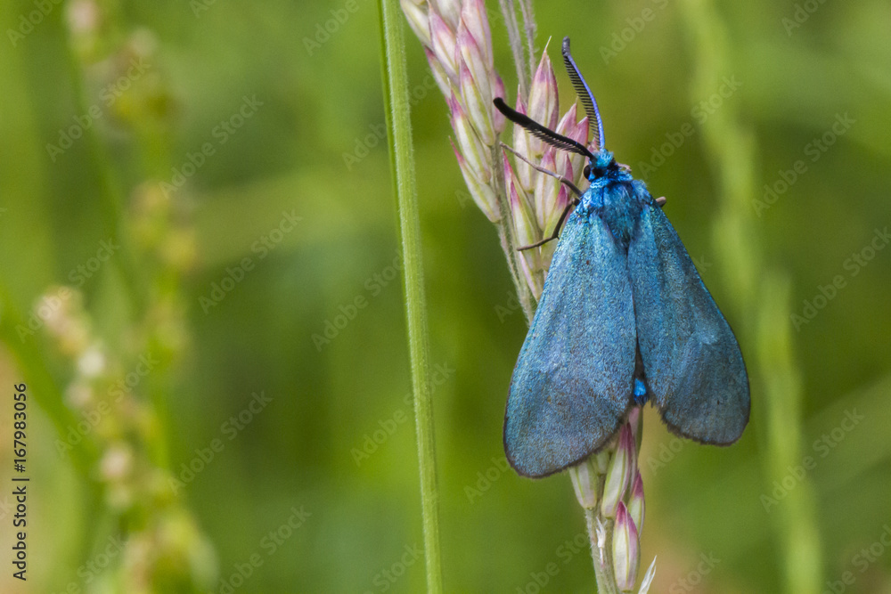 Ampfer-Grünwidderchen (Adscita statices)