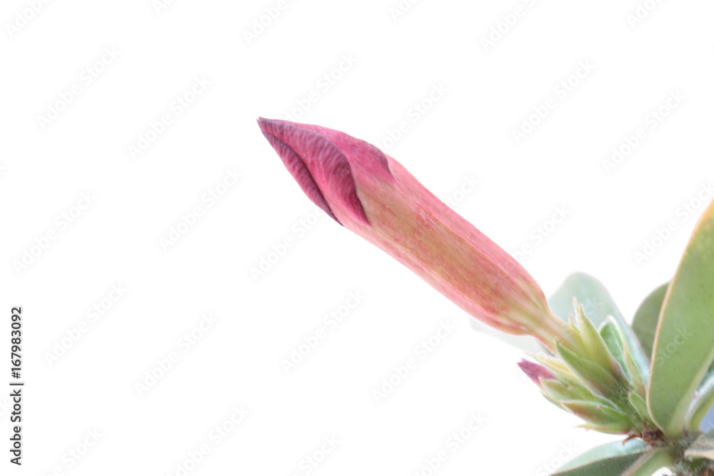 Bud Flower Bud Flower