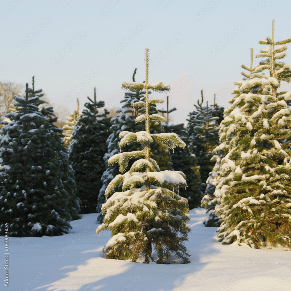 Douglas Fir, Christmas Tree Farm Covered in a Blanket of Snow, a Winter