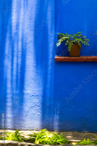 Blue Shadowed Wall with Plant