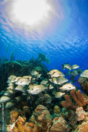 Fototapeta Naklejka Na Ścianę i Meble -  A school of reef fish enjoy the perfect temperature of the tropical Caribbean waters in Grand Cayman. Much life can be found in the complex ecosystem underwater. healthy coral makes a good home