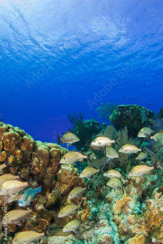 A school of reef fish enjoy the perfect temperature of the tropical Caribbean waters in Grand Cayman. Much life can be found in the complex ecosystem underwater. healthy coral makes a good home