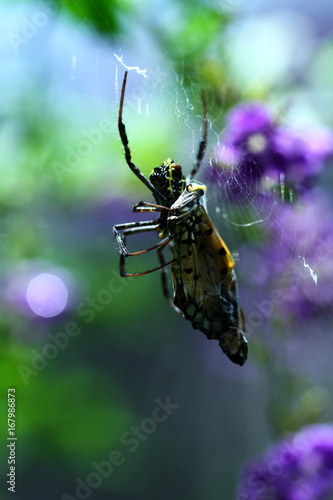 A Thai Orb Weaver Spider with a butterfly snack