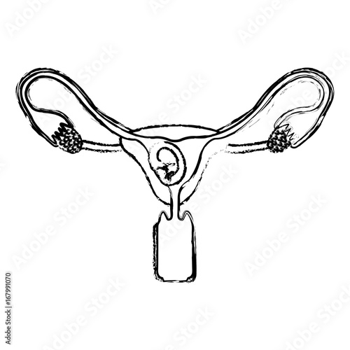 monochrome blurred silhouette of female reproductive system ovaries with fetus human growth trimestrer