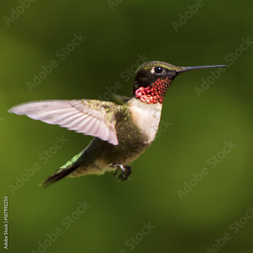 Adult Male Ruby-throated Hummingbird in flight