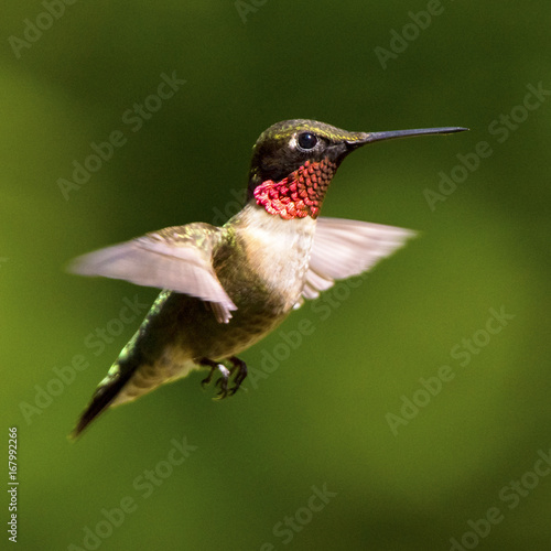 Adult Male Ruby-throated Hummingbird in Flight