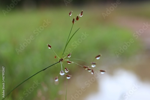 Dew on grass flowers freshness in nature background