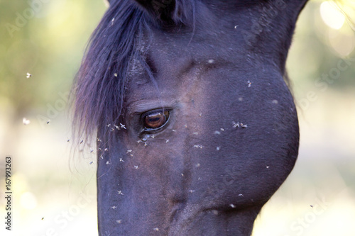 Horse with lots of fly in face
