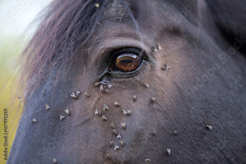 Horse with lots of fly in face