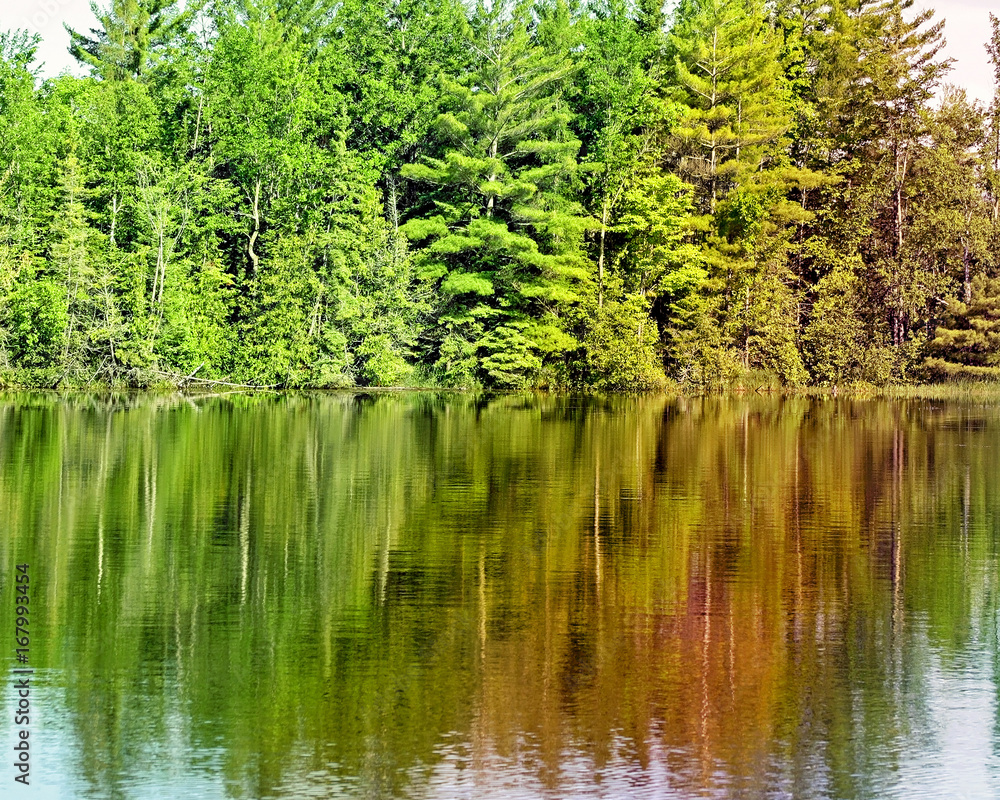 Tall Evergreen trees reflecting on beautiful calm lake waters Tall Evergreen trees reflecting on beautiful calm lake waters
