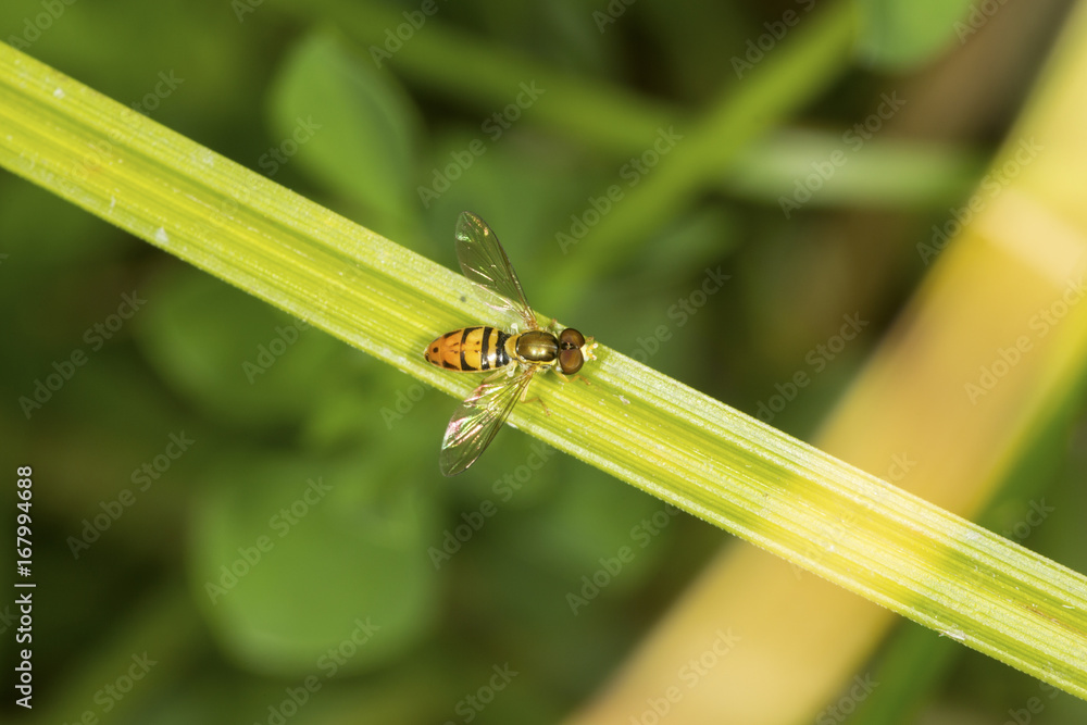Hoverfly perched on a leaf in South Windsor, Connecticut. Hoverfly perched on a leaf in South Windsor, Connecticut.