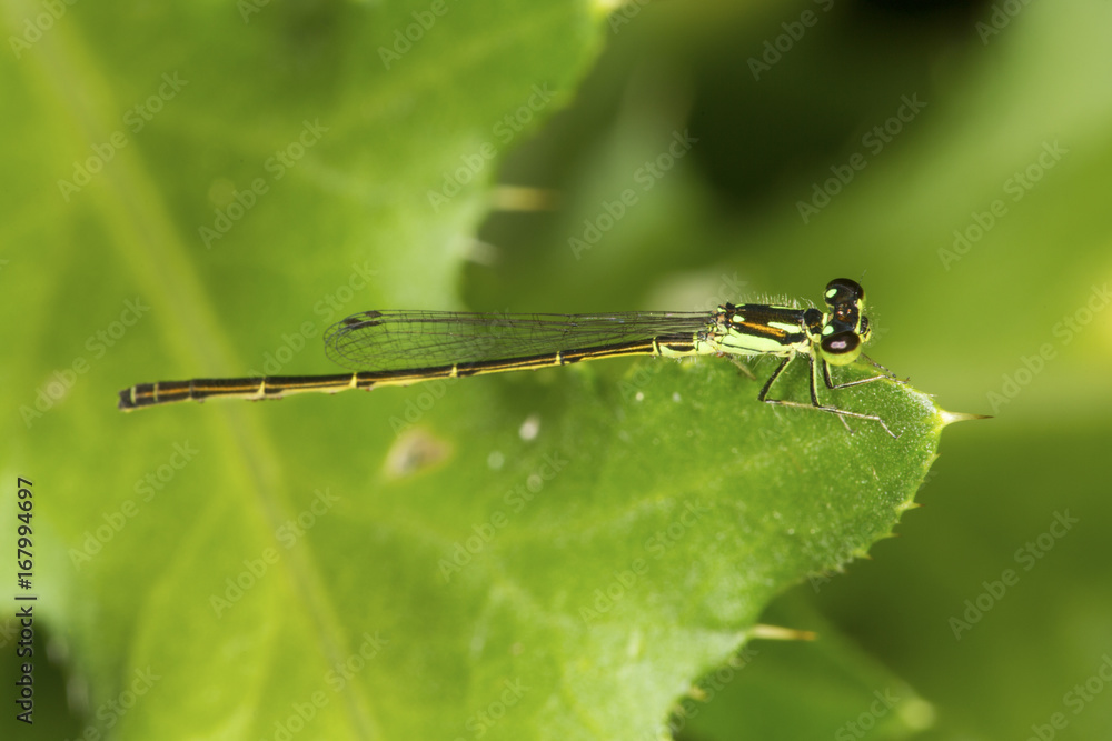Bluet damselfly perched on a leaf in South Windsor, Connecticut. Bluet damselfly perched on a leaf in South Windsor, Connecticut.