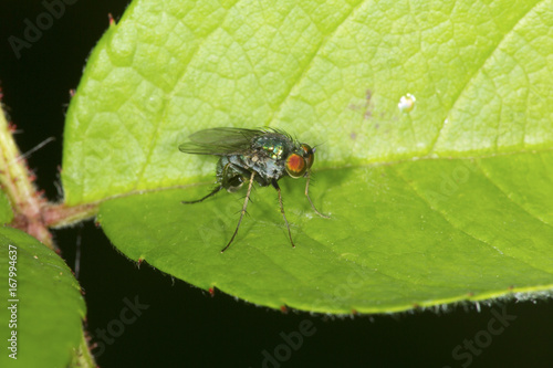 Green bottle fly on a leaf in South Windsor, Connecticut.