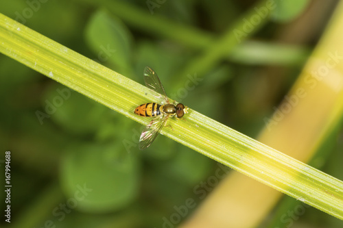 Hoverfly perched on a leaf in South Windsor, Connecticut.