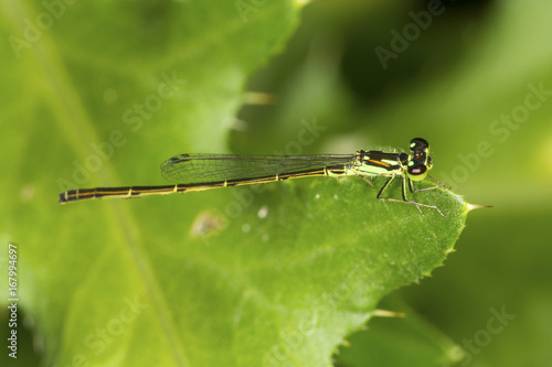 Bluet damselfly perched on a leaf in South Windsor, Connecticut.