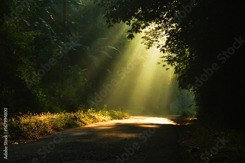 Morning sun light rays piercing through the trees