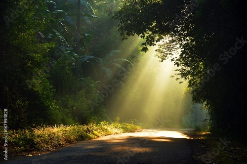 Morning sun light rays piercing through the trees