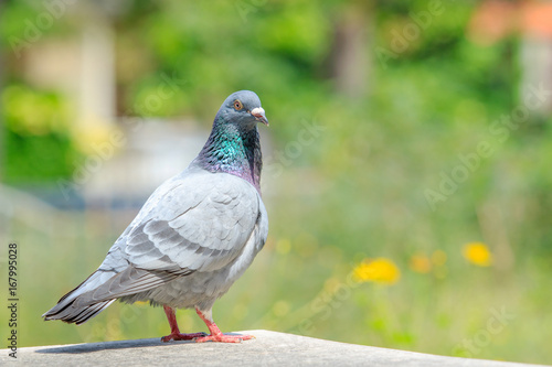 homing pigeon bird standing on home loft against beautiful green park