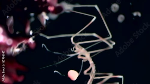 Sea Marine spider close up underwater on black background seabed. Unique amazing beautiful exotic macro video. Life in pure clear clean water. photo