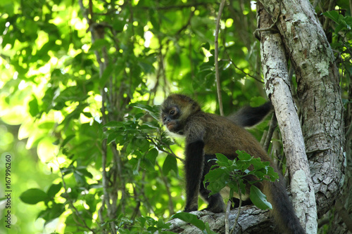 A young spider monkey - wildlife outdoor sitting on tree branch with green leaves looking away - natural background
