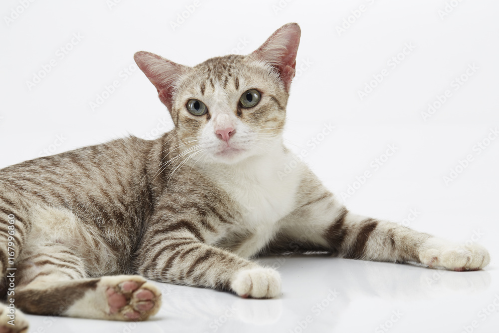 Fototapeta premium Bengal cat on a white Background