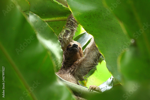 Sloth in the Jungle of Central America photo