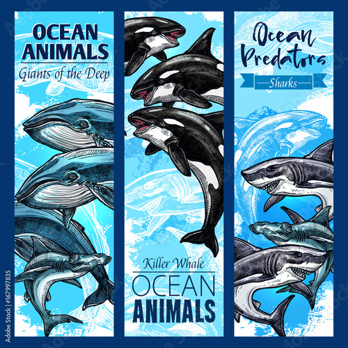 Shark and whale, sea predatory animal banner set
