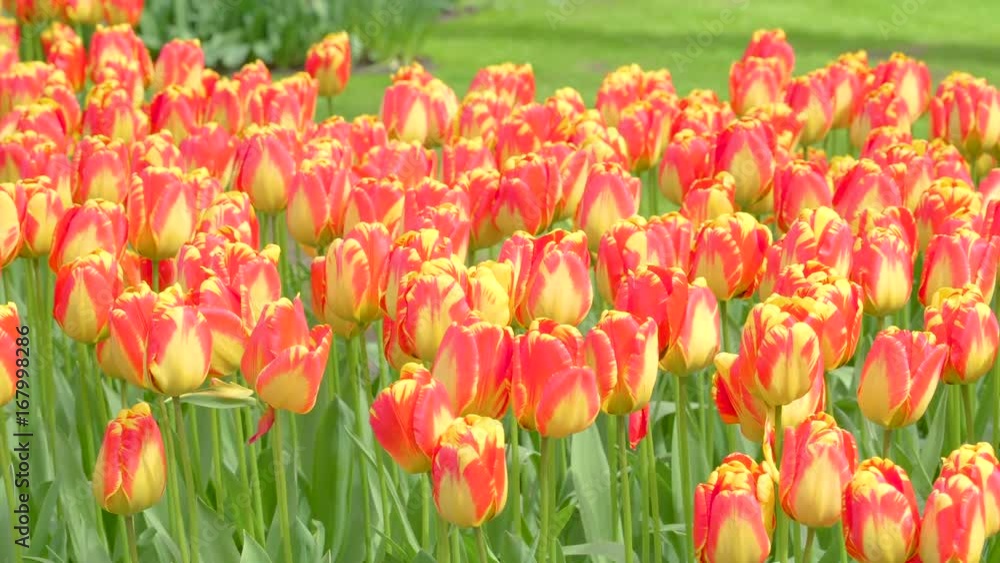 13630_Red_with_yellow_tulips_flowers_in_the_field.mov 13630_Red_with_yellow_tulips_flowers_in_the_field.mov