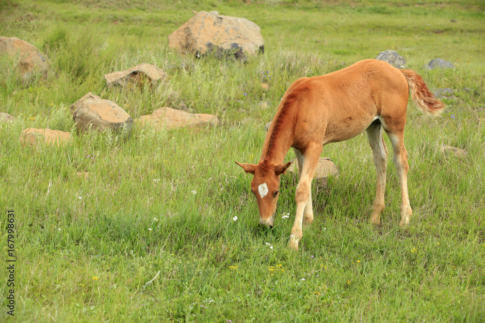 Naklejka premium The horses in the grasslands