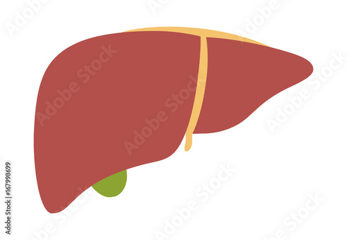 Human liver organ with gallbladder flat vector color icon for medical apps and websites