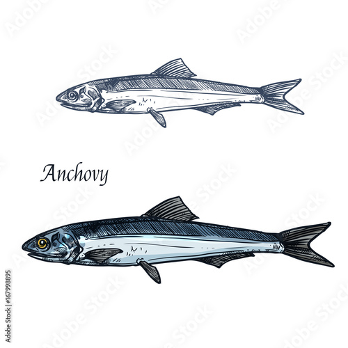 Anchovy fish isolated sketch for seafood design
