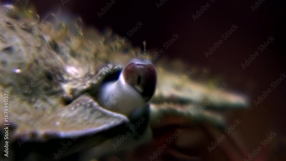 Crab eyes closeup underwater on seabed of White Sea Russia. Unique video close up. Predators of marine life on background of pure and transparent water stones. Crab eyes closeup underwater on seabed of White Sea Russia. Unique video close up. Predators of marine life on background of pure and transparent water stones.