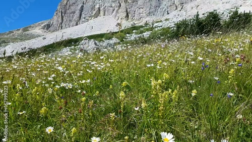 Flowers and grass at the foot of wonderful dolomitic rock wall, Lagazuoi, Dolomites, Cortina d'Ampezzo, Italy