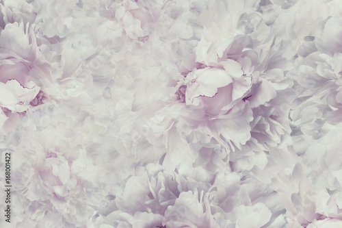 Floral vintage beautiful background. Wallpapers of flowers light pink-white peony. Flower composition. Close-up. Nature. © nadezhda F
