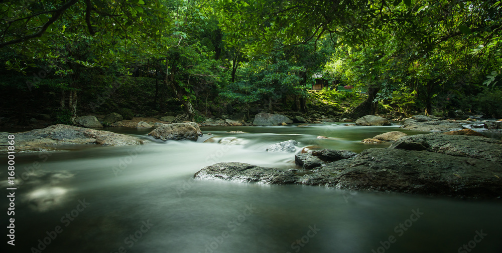 Obraz premium Little brook in the jungle.