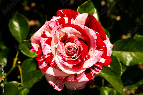 White and Red Rose