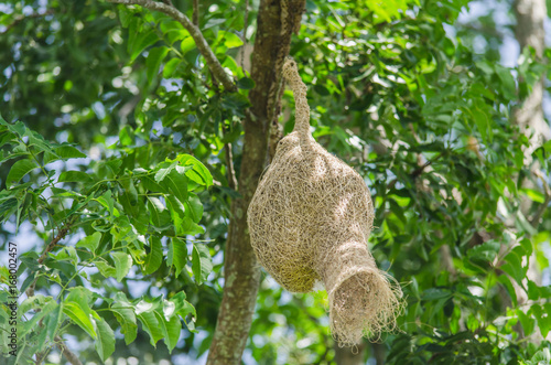 bird nest in garden