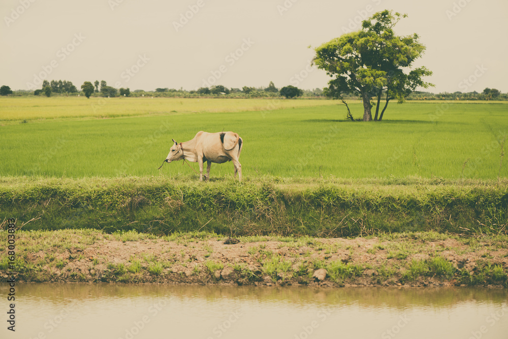Obraz premium Cow eating grass or rice straw in rice field with blue sky, rural background.