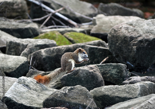 squirrel on the rock. squirrel an agile tree-dwelling rodent with a bushy tail, typically feeding on nuts and seeds. photo