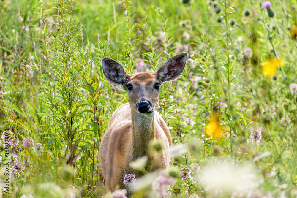 Adorable doe in a field of wildflowers Adorable doe in a field of wildflowers