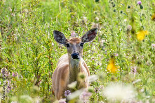Adorable doe in a field of wildflowers 