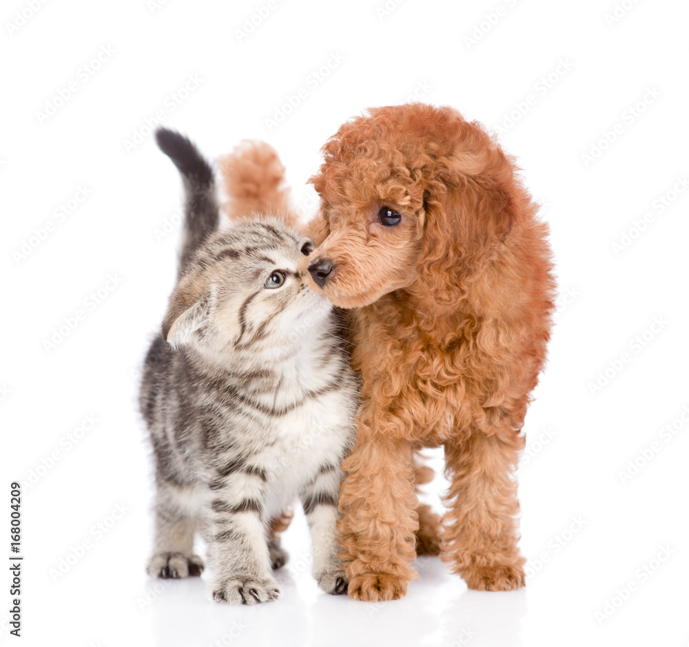 Kitten is kissing the puppy. isolated on white background Kitten is kissing the puppy. isolated on white background