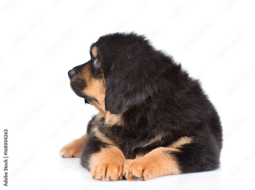Tibetan mastiff puppy looking away. isolated on white background