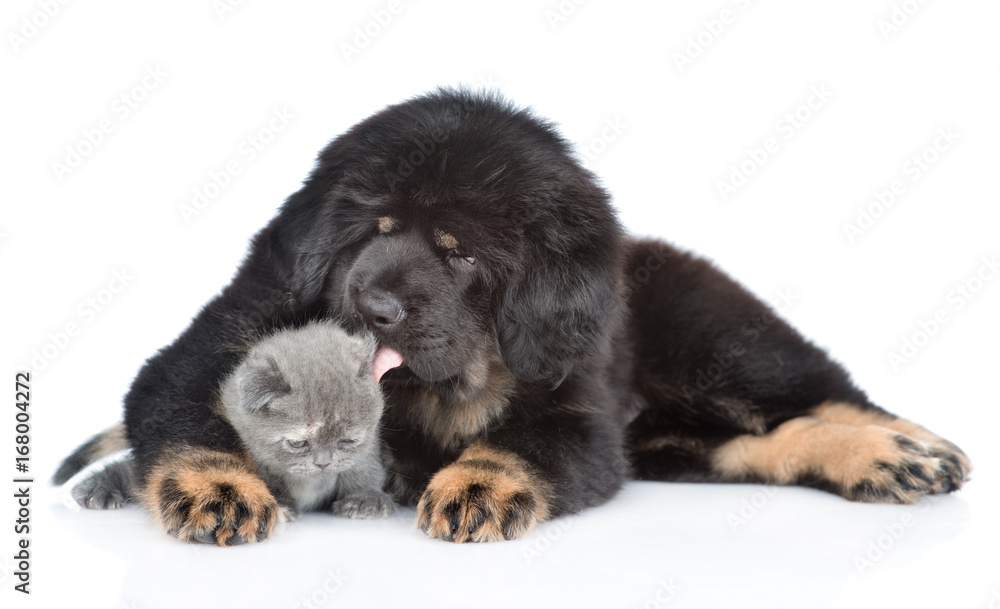 Puppy of a Tibetan mastiff licks a kitten. isolated on white background Puppy of a Tibetan mastiff licks a kitten. isolated on white background