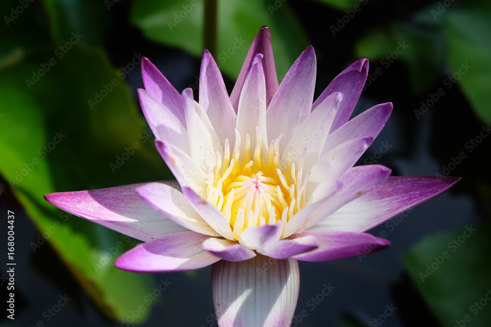 Soft focus and blurry Lotus flower plants. Water lily. Abstract oriental background. Soft focus and blurry Lotus flower plants. Water lily. Abstract oriental background.