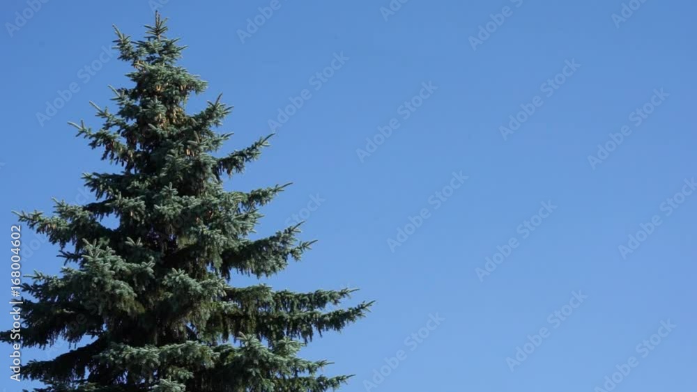 blue fir tree swinging on the wind in the side of the frame against clear cloudless blue sky with copy space for your text blue fir tree swinging on the wind in the side of the frame against clear cloudless blue sky with copy space for your text