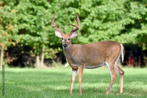 White-tailed buck deer (Odocoileus virginianus) in velvet