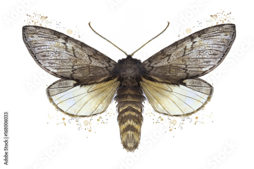A watercolor drawing of a furry butterfly, a bear, a butterfly, a brown color, wings of light with spots on a white background for decor, prints