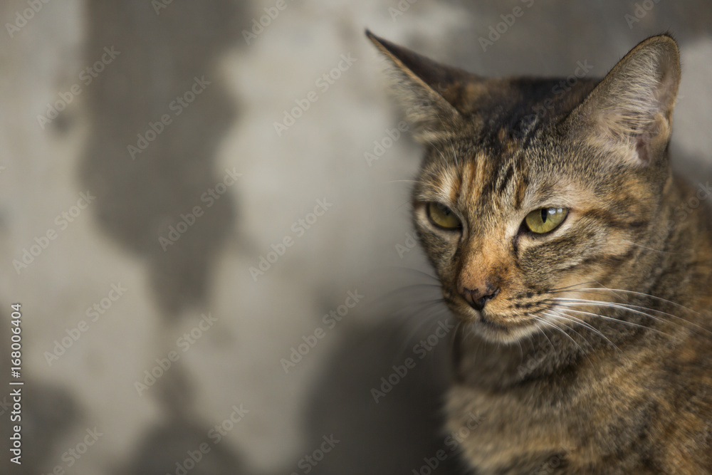 Thai cat with old cement background