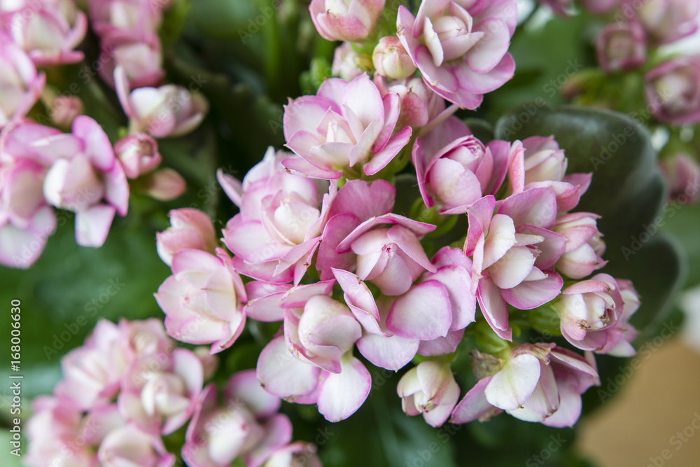 Kalanchoe - pink flowers. Kalanchoe - pink flowers.